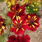 KIMIZA - 50+ COREOPSIS ROULETTE BI-COLOR RE-SEEDING ANNUAL FLOWER SEEDS