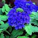 KIMIZA - 35+ VERBENA BLUE LAGOON PERENNIAL FLOWER SEEDS / DEER RESISTANT
