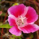 KIMIZA - 50+ PINK BI-COLOR CLARKIA FLOWER SEEDS / RE-SEEDING ANNUAL / GODETIA
