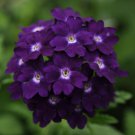 KIMIZA - 35+ VERBENA TUSCANY VIOLET W/ WHITE EYE PERENNIAL FLOWER SEEDS / DEER RESISTANT