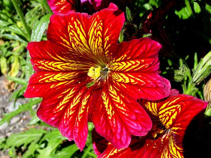 KIMIZA - 20+ RED STAINED-GLASS FLOWER SEEDS / ANNUAL / SALPIGLOSSIS