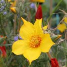 KIMIZA - 30+ LINDLEY'S BI-COLOR BLAZING STAR MENTZELIA ANNUAL SELF-SEEDING FLOWER SEEDS