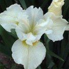 KIMIZA - 20+ WHITE IRIS SIBERICA FLOWER SEEDS / DROUGHT AND FROST HARDY