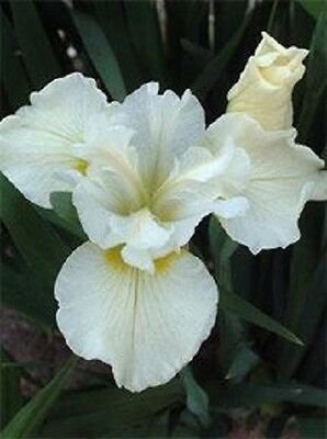 KIMIZA - 20+ WHITE IRIS SIBERICA FLOWER SEEDS / DROUGHT AND FROST HARDY