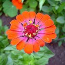 KIMIZA - ZINNIA WHIRLYGIG BI-COLOR FLOWER SEEDS MIX Long Lasting Annual