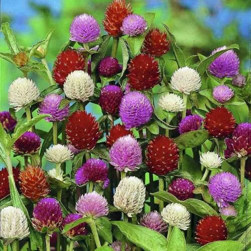 KIMIZA - 40+ GOMPHRENA AUDRAY MIX FLOWER SEEDS / ANNUAL / HEAT & DROUGHT TOLERANT