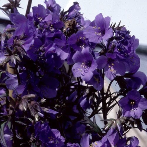 KIMIZA - 40+ PURPLE RAIN POLEMONIUM JACOB'S LADDER FLOWER SEEDS / SHADE LOVING PERENNIAL