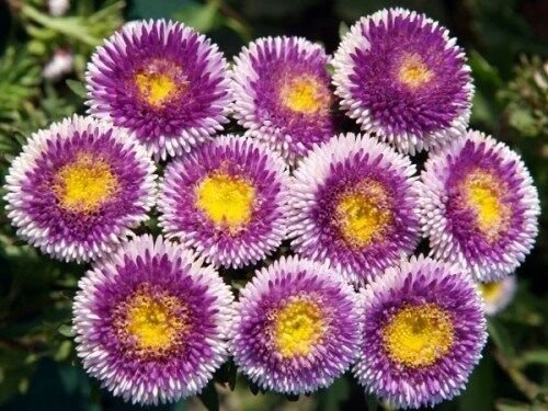 KIMIZA - 30+ Light Blue Pompon Aster Perennial Flowers Seeds