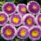 KIMIZA - 30+ Light Blue Pompon Aster Perennial Flowers Seeds