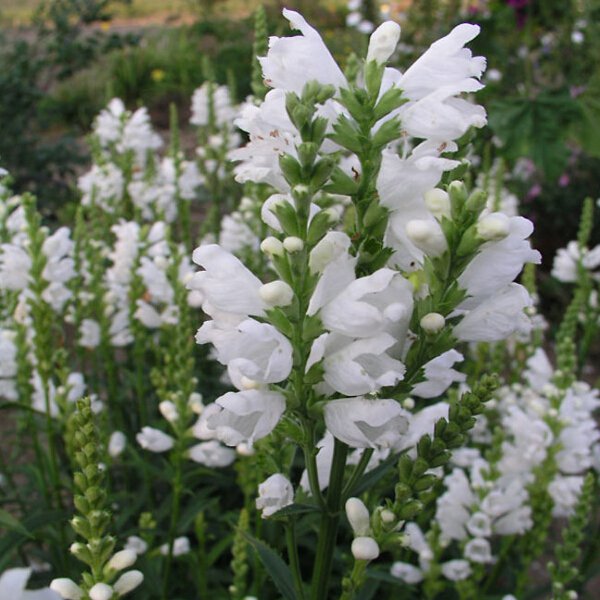 KIMIZA - 40 + White Obedient Plant (False Dragon) Flower Seeds / Perinnial