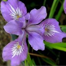KIMIZA - 50 + Violet Ladies Rocket Flower Seeds / Perennial
