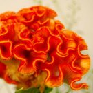 KIMIZA - Orange Colored Cockscomb / Celosia Flower Seeds