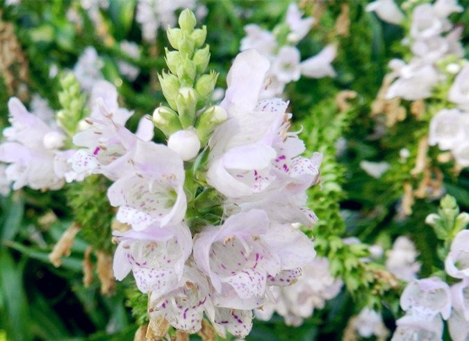 KIMIZA - 40+ WHITE OBEDIENT PLANT FALSE DRAGON FLOWER SEEDS / PERINNIAL