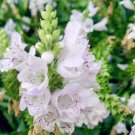 KIMIZA - 40+ WHITE OBEDIENT PLANT FALSE DRAGON FLOWER SEEDS / PERINNIAL