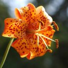 KIMIZA - 25 + Michiganese Lilium / Lily Flower Seeds / Perennial