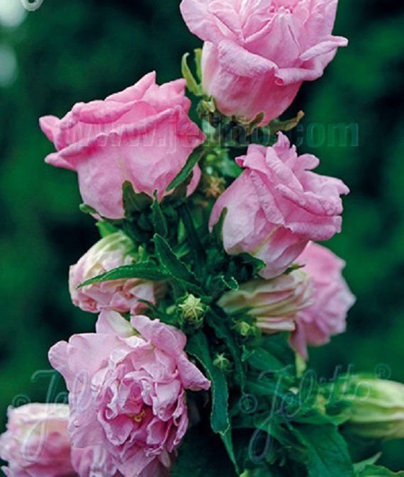 KIMIZA - 30+ CAMPANULA PINK DOUBLE CANTERBURY BELLS PERENNIAL FLOWER SEEDS