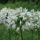 KIMIZA - 25+ AGAPANTHUS WHITE LILY OF THE NILE FLOWER SEEDS / PERENNIAL