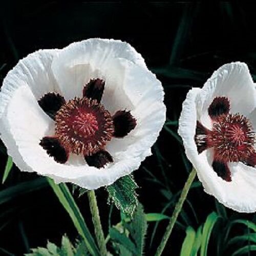 KIMIZA - 35+ ROYAL WEDDING PAPAVER BLACK & WHITE POPPY FLOWER SEEDS / PERENNIAL