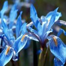 KIMIZA - NEW! 30 IRIS MISSOURIENSIS FLOWER SEEDS / PERENNIAL