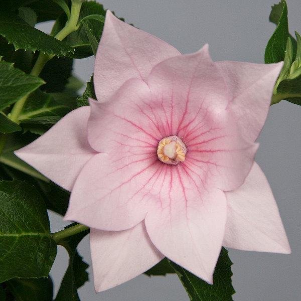KIMIZA - 40+ PINK PLATYCODON DOUBLE BALLOON FLOWER SEEDS / PERENNIAL