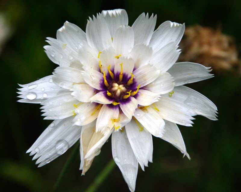 KIMIZA - 30+ WHITE CATANANCHE CUPID'S DART FLOWER SEEDS PERENNIAL