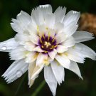 KIMIZA - 30+ WHITE CATANANCHE CUPID'S DART FLOWER SEEDS PERENNIAL