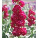 KIMIZA - 40+ EVENING SCENTED STOCK CRIMSON RED FLOWER SEEDS / HIGHLY FRAGRANT ANNUAL