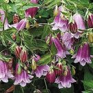 KIMIZA - 40+ LAVENDER HEIRLOOM CAMPANULA PUNCTATA PERENNIAL FLOWER SEEDS / GREAT GIFT