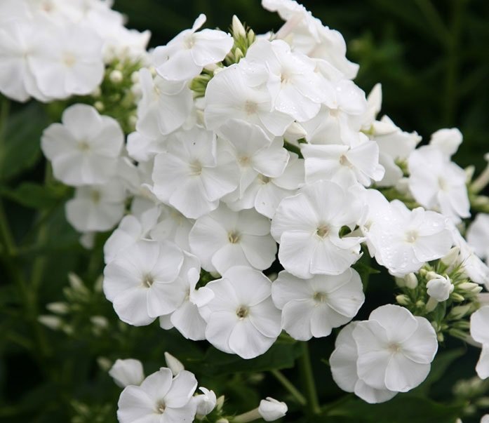 KIMIZA - NEW!! 30+ FRAGRANT BRIGHT WHITE PHLOX FLOWER SEEDS / PERENNIAL