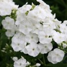 KIMIZA - NEW!! 30+ FRAGRANT BRIGHT WHITE PHLOX FLOWER SEEDS / PERENNIAL