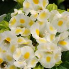 KIMIZA - 20+ LEMON DROP TORENIA WISHBONE FLOWER SEEDS / LONG LASTING ANNUAL