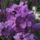 KIMIZA - 50 + Violet Ladies Rocket Flower Seeds / Perennial