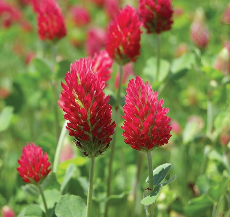 KIMIZA - 100+ Crimson Red Clover Flower Seeds / Perennial / Great Gift