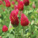 KIMIZA - 100+ Crimson Red Clover Flower Seeds / Perennial / Great Gift