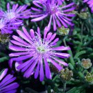 KIMIZA - 50+ ICE PLANT FLOWER SEEDS / PERENNIAL / DELOSPERMA COOPERII