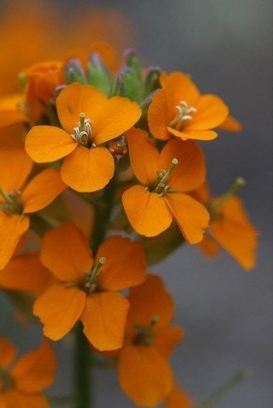 KIMIZA - 50 + Orange Siberian Wall Flower / Erys imum Allionii / Bienn ale / Fragrant