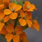 KIMIZA - 50 + Orange Siberian Wall Flower / Erys imum Allionii / Bienn ale / Fragrant