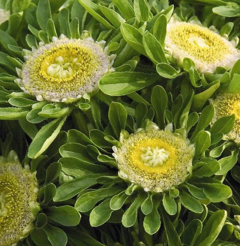 KIMIZA - 30+ Amazing Hulk Aster Flower Seeds / Long Life Vase