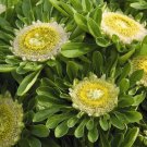 KIMIZA - 30+ Amazing Hulk Aster Flower Seeds / Long Life Vase