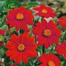 KIMIZA - 35 + Red Torch Mexican Sunflower Seeds / Long Holding Annual