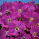 KIMIZA - 40+ ALADDIN NEON PETUNIA GRANDIFLORA FLOWER SEEDS / ANNUAL