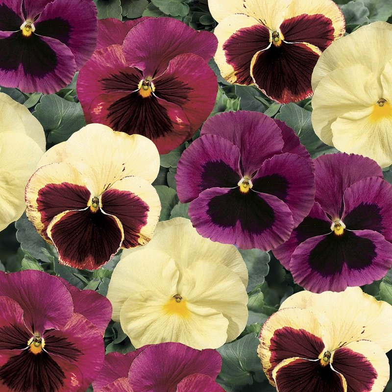 KIMIZA - NEW! 35+ PANSY DELTA APPLE CIDER FLOWER SEEDS MIX / ANNUAL