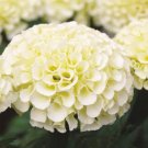 KIMIZA - 35+ AMERICAN MARIGOLD ESKIMO WHITE ANNUAL FLOWER SEEDS