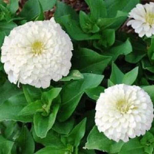 KIMIZA - NEW! 35+ PURE WHITE ZINNIA ELEGANS FLOWER SEEDS ANNUAL