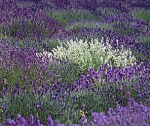 KIMIZA - MOST FRAGRANT! 30+ PURPLE AND WHITE LAVENDER MIX FLOWER SEEDS / PERENNIAL