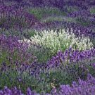 KIMIZA - MOST FRAGRANT! 30+ PURPLE AND WHITE LAVENDER MIX FLOWER SEEDS / PERENNIAL