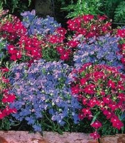 KIMIZA - 50+ LOBELIA REGATTA BLUE/ROSE MIX TRAILING PERENNIAL FLOWER SEEDS
