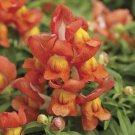 KIMIZA - 30 + Antirrhinum Montego Orange Bicolour Dwarf Snapdragon Flower Seeds