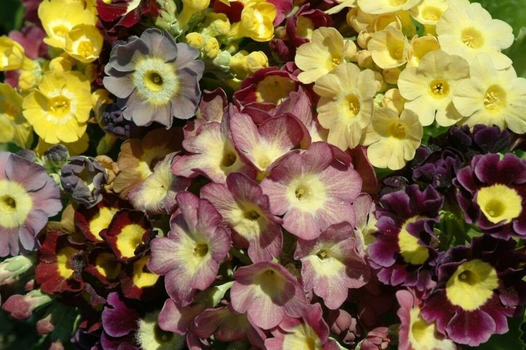 KIMIZA - 30+ VIENNESE WALTZ MIX PRIMROSE PRIMULA FLOWER SEEDS MIX PERENNIAL / SWEET SCENT