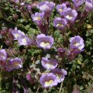 KIMIZA - 30+ ANTIRRHINUM LAVENDER BI-COLOR SNAPDRAGON FLOWER SEEDS / FRAGRANT